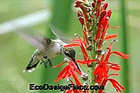 Plantes qui attirent les colibris et les papillons dans le jardin