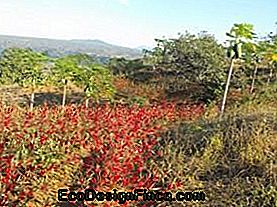 Plantation de rosele ou de vinaigre