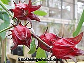 Rosele ou vinaigre (Hibiscus sabdariffa)