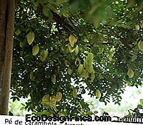 Carambola (Averrhoa carambola): omkring