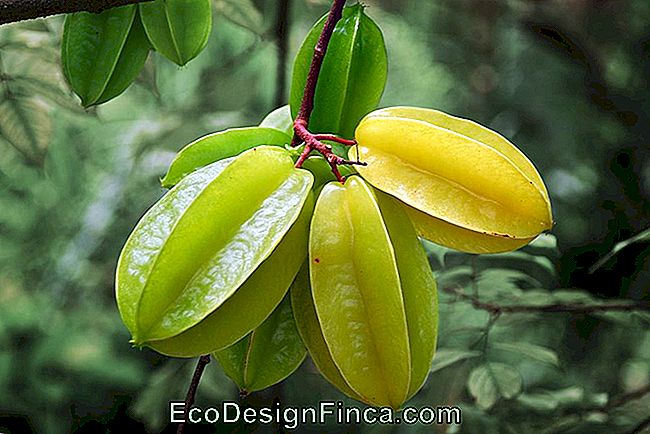 Karambola (Averrhoa Karambola)