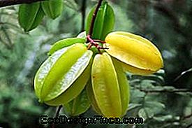 Carambola (Averrhoa carambola)