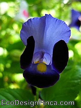 Torenia Fournieri arba „Blue Summer Pansy“ Torenia Fournieri arba „Blue Summer Pansy“