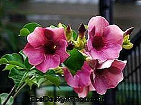 Green Poisons - Pink Alamanda