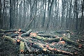 Frankrike, Pas-de-Calais: forêt de Vimy