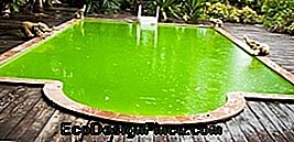 piscina verde